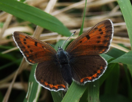 Violetrandet Ildfugl, Lycaena hippothoe hun. Brandbjerg, Hornsherred, Sjlland d. 14 juni 2008. Fotograf; Henrik S. Larsen