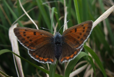 Violetrandet Ildfugl, Lycaena hippothoe hun. Brandbjerg, Hornsherred, Sjlland d. 14 juni 2008. Fotograf; Henrik S. Larsen