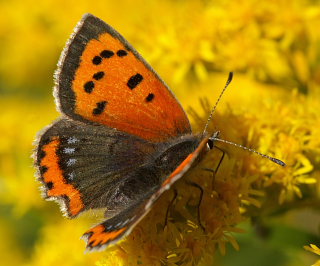 Lille ildfugl, Lycaena phlaeas hun med bl pletter i bagvinge oversides ydrefelt, form; caeruleopunctata. Tisvilde hegn, Nordsjlland d. 20 September 2008. Fotograf: Lars Andersen