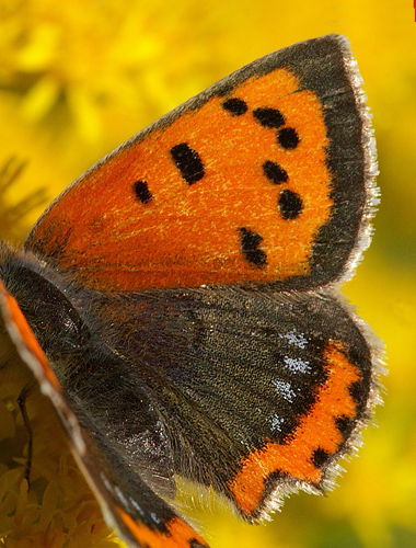 Lille Ildfugl, Lycaena phlaeas hun med bl pletter i bagvinge oversides ydrefelt, form; caeruleopunctata. Tisvilde hegn, Nordsjlland d. 20 September 2008. Fotograf: Lars Andersen