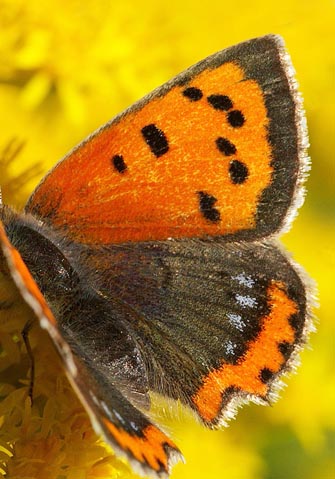 Lille ildfugl, Lycaena phlaeas hun med bl pletter i bagvinge oversides ydrefelt, form; caeruleopunctata. Tisvilde hegn, Nordsjlland d. 20 September 2008. Fotograf: Lars Andersen