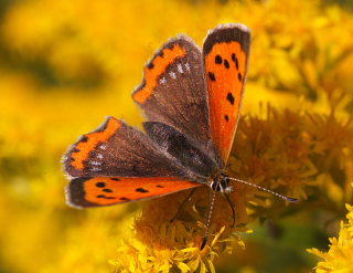 Lille Ildfugl, Lycaena phlaeas hun med blå pletter i bagvinge oversides ydrefelt, form; caeruleopunctata. Tisvilde hegn, Nordsjælland d. 20 September 2008. Fotograf: Lars Andersen