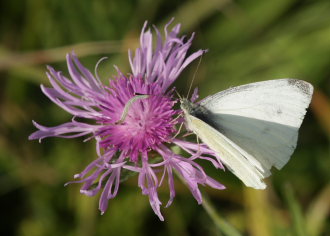 Lille klsommerfugl, Pieris rapae lg mrke til den lille mlerlarve mit i Knopurten!. Mandehoved d. 27 September 2008. Fotograf: Lars Andersen