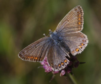 Almindelig blåfugl, Polyommatus icarus hun. Mandehoved d. 28 September 2008. Fotograf: Lars Andersen