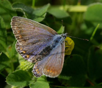Almindelig blåfugl, Polyommatus icarus hun. Mandehoved d. 28 September 2008. Fotograf: Lars Andersen