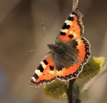 Nældens Takvinge, Aglais urticae. H/F Prøvestenen, Amager d. 18 April 2008. Fotograf: Lars Andersen