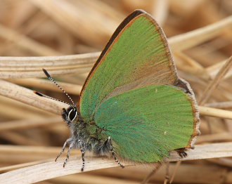 Grøn Busksommerfugl, Callophrys rubi (Linnaeus, 1758). Melby Overdrev, Nordsjælland. d. 27 april 2008. Fotograf: Lars Andersen