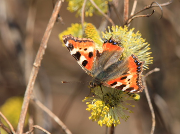 Lokalitet for Nldens Takvinge, (Aglais urticae) med blomstrende Grpil med sm Brndnlder til venstre. H/F Prvestenen, Amager d. 20 April 2008. Fotograf: Lars Andersen