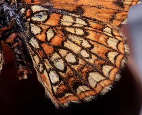 Mørk pletvinge, Melitaea diamina. Bornholm, Danmark. d. 18 juli 2007. leg Per Skarin.Fotograf: Lars Andersen på Zoologisk Museum d. 17 januar 2008.