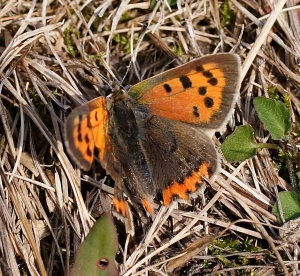 Lille ildfugl, Lycaena phlaeas han. Rgeleje, Nordsjlland d. 20 September 2008. Fotograf: Sif Larsen