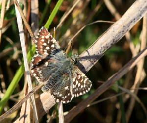 Spættet bredpande, Pyrgus malvae. Røsnæs, Vestsjælland. d. 4 Maj 2008. Fotograf: Lars Andersen