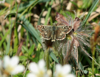 Fransk bredpande, Pyrgus armoricanus. Røsnæs, Vestsjælland. d. 4 Maj 2008. Fotograf: Lars Andersen