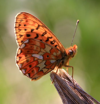 Rdlig Perlemorsommerfugl, Boloria euphrosyne. Hamborgskoven Storeskov, Lolland. d. 11 Maj 2008. Fotograf: Lars Andersen