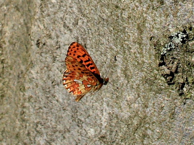 Rødlig Perlemorsommerfugl, Boloria euphrosyne. Storeskov/Søholt, Lolland. kl.: 15:58:20, d. 11 Maj 2008. Fotograf: Lars Andersen