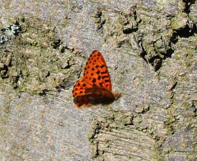 Rdlig Perlemorsommerfugl, Boloria euphrosyne. Storeskov/Sholt, Lolland. kl.: 15:58:21, d. 11 Maj 2008. Fotograf: Lars Andersen