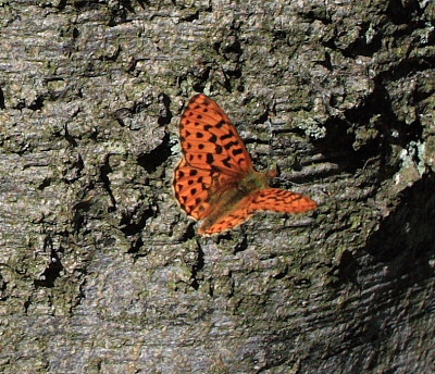 Rødlig Perlemorsommerfugl, Boloria euphrosyne. Storeskov/Søholt, Lolland. kl.: 15:58:21, d. 11 Maj 2008. Fotograf: Lars Andersen