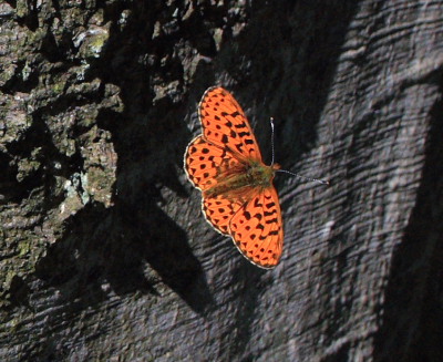 Rdlig Perlemorsommerfugl, Boloria euphrosyne. Storeskov/Sholt, Lolland. kl.: 15:58:21, d. 11 Maj 2008. Fotograf: Lars Andersen