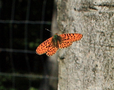 Rdlig Perlemorsommerfugl, Boloria euphrosyne. Storeskov/Sholt, Lolland. kl.: 15:58:24, d. 11 Maj 2008. Fotograf: Lars Andersen