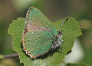 Grøn Busksommerfugl, Callophrys rubi. Melby Overdrev, Nordsjælland. d. 17 Maj 2008. Fotograf: Lars Andersen
