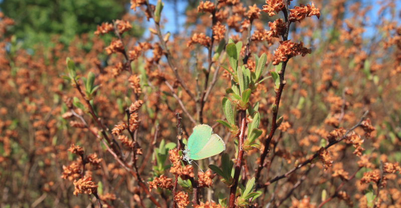 Grn Busksommerfugl, Callophrys rubi. Melby Overdrev, Nordsjlland. d. 17 Maj 2008. Fotograf: Lars Andersen