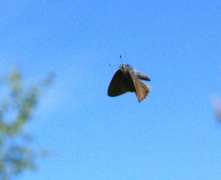 Grøn Busksommerfugl, Callophrys rubi. Melby Overdrev, Nordsjælland. d. 17 Maj 2008. Fotograf: Lars Andersen