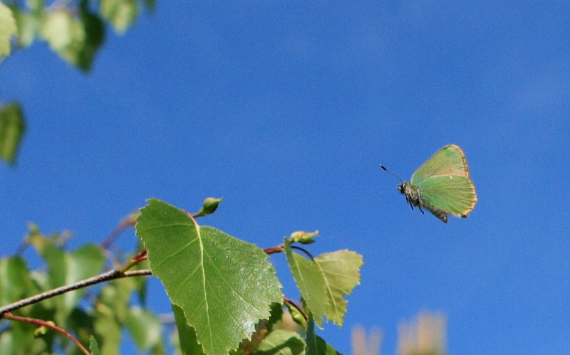 Grøn Busksommerfugl, Callophrys rubi. Melby Overdrev, Nordsjælland. d. 17 Maj 2008. Fotograf: Lars Andersen
