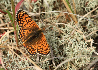 Okkergul pletvinge, Melitaea cinxia. Melby Overdrev, Nordsjlland. d. 17 Maj 2008. Fotograf: Lars Andersen