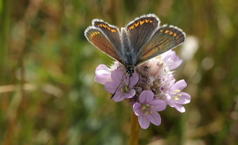 Rdplettet Blfugl, Aricia agestis. Jernhatten, Djursland. d. 31 maj 2008. Fotograf: Lars Andersen