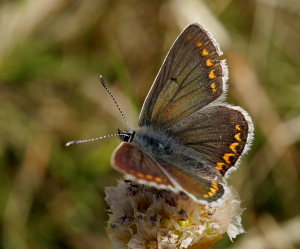 Rdplettet blfugl, Aricia agestis. Jernhatten, Djursland, d. 31/5 2008. Fotograf: Lars Andersen