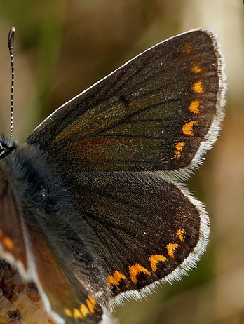 Rødplettet blåfugl, Aricia agestis. Jernhatten, Djursland. d. 31 maj 2008. Fotograf: Lars Andersen