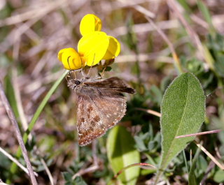 Grbndet bredpande, Erynnis tages sidder p Almindelig Kllingetand, Lotus corniculatus som er dens vrtsplante. Glatved strand. d. 31 Maj 2008. Fotograf: Lars Andersen