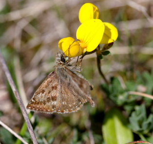 Grbndet bredpande, Erynnis tages. Glatved strand. d. 31 Maj 2008. Fotograf: Lars Andersen