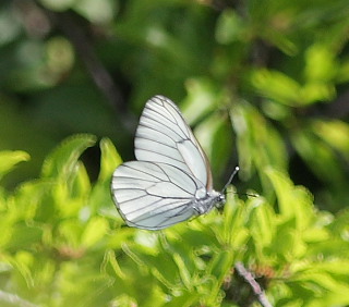 Sortret Hvidvinge, Aporia crataegi. Jernhatten, Djursland, d. 31/5 2008. Fotograf: Lars Andersen