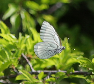 Sortret hvidvinge, Aporia crataegi. Jernhatten, Djursland, d. 31/5 2008. Fotograf: Lars Andersen