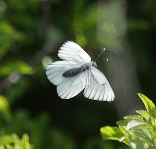 Sortret Hvidvinge, Aporia crataegi. Jernhatten, Djursland, d. 31/5 2008. Fotograf: Lars Andersen