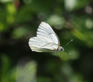 Sortret Hvidvinge, Aporia crataegi. Jernhatten, Djursland, d. 31/5 2008. Fotograf: Lars Andersen