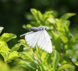 Sortret hvidvinge, Aporia crataegi. Jernhatten, Djursland, d. 31/5 2008. Fotograf: Lars Andersen