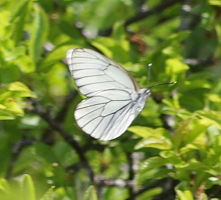 Sortret Hvidvinge, Aporia crataegi. Jernhatten, Djursland, d. 31/5 2008. Fotograf: Lars Andersen