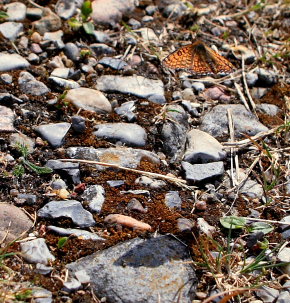 Okkergul pletvinge, Melitaea cinxia. Jernhatten, Djursland, d. 31/5 2008. Fotograf: Lars Andersen