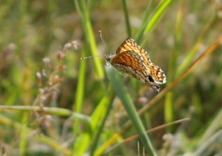 Okkergul pletvinge, Melitaea cinxia. Jernhatten, Djursland, d. 31/5 2008. Fotograf: Lars Andersen