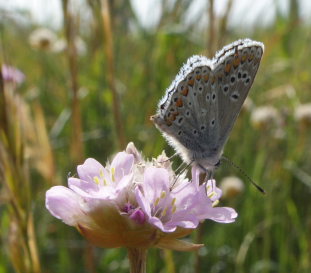 Rdplettet blfugl, Aricia agestis. Jernhatten, Djursland, d. 31/5 2008. Fotograf: Lars Andersen