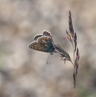 Almindelig blfugl, Polyommatus icarus hun. Glatved strand. d. 31 Maj 2008. Fotograf: Lars Andersen