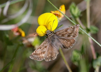 Grbndet bredpande, Erynnis tages. Glatved strand. d. 31 Maj 2008. Fotograf: Lars Andersen