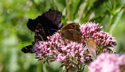 Dagpåfugleøje, Nældesommerfugl og 2 Græsrandøjer på Hjortetrøst. Valby Hegn, Nordsjælland. d. 27 july 2008. Fotograf: Lars Andersen