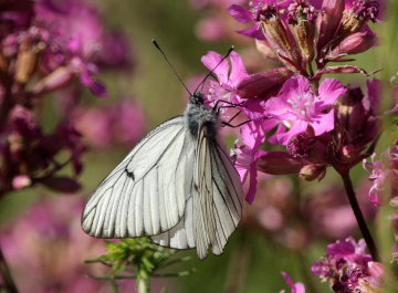 Sortret Hvidvinge, Aporia crataegi. Mols Bjerge. d. 31 Maj 2008. Fotograf: Lars Andersen