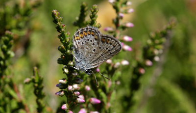 Argusblåfugl, Plebejus argus han dværgform. Rågeleje, Nordsjælland. d. 27 july 2008. Fotograf: Lars Andersen