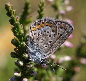 Argusblfugl, Plebejus argus han dvrgform. Rgeleje, Nordsjlland. d. 27 july 2008. Fotograf: Lars Andersen