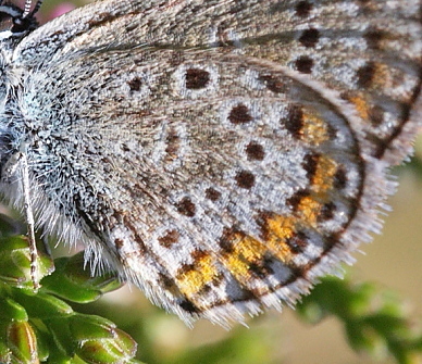 Argusblåfugl, Plebejus argus han dværgform. Rågeleje, Nordsjælland. d. 27 july 2008. Fotograf: Lars Andersen
