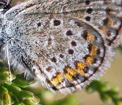 Argusblfugl, Plebejus argus han dvrgform. Rgeleje, Nordsjlland. d. 27 july 2008. Fotograf: Lars Andersen