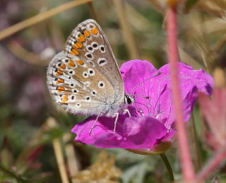 Rdplettet blfugl, Aricia agestis. Heatherhill. d. 27 juli 2008. Fotograf: Lars Andersen